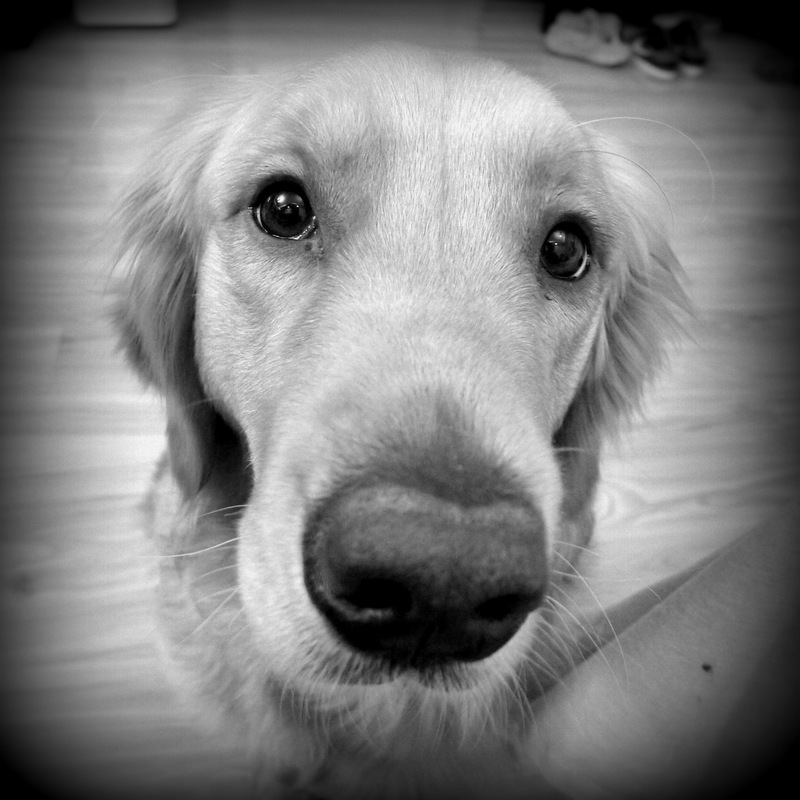 Cookie